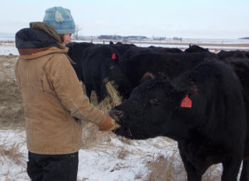 Kristine spoiling her favorite cow, #16, with cake - winter 2012/2013